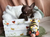 Un chiot Chihuahua m&acirc;le chocolat &agrave; vendre (LOF)