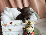 Un chiot Chihuahua m&acirc;le chocolat &agrave; vendre (LOF)