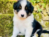 Un chiot Berger Australien bleu merle à réserver (LOF)