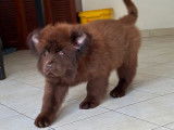 À vendre : un chiot mâle Terre-Neuve marron LOF