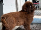À vendre : un chiot mâle Terre-Neuve marron LOF
