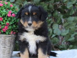 Chiot Berger Américain Miniature tricolore LOF à acheter