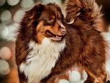 Chiot Berger Américain Miniature tricolore LOF à acheter