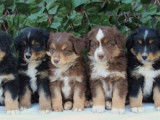 Chiot Berger Américain Miniature tricolore LOF à acheter