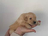 5 chiots Golden Retrievers LOF à réserver