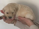 5 chiots Golden Retrievers LOF à réserver