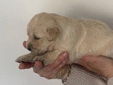 5 chiots Golden Retrievers LOF à réserver