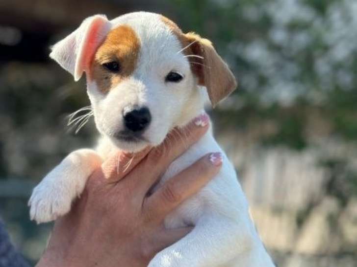 Des chiots Parson Russell Terriers tricolores LOF à vendre