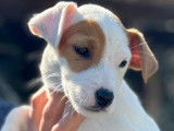 Des chiots Parson Russell Terriers tricolores LOF à vendre