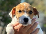Des chiots Parson Russell Terriers tricolores LOF à vendre