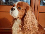 Pythagore, mâle Cavalier King Charles disponible pour saillie