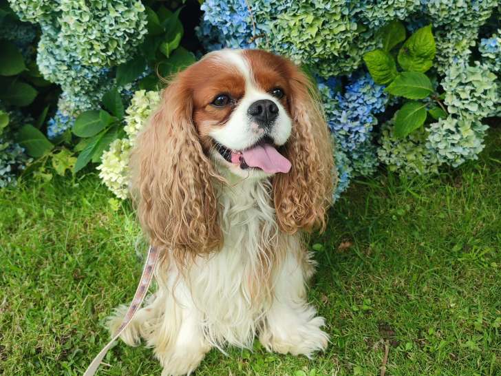 Pythagore, mâle Cavalier King Charles disponible pour saillie