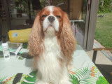 Pythagore, mâle Cavalier King Charles disponible pour saillie