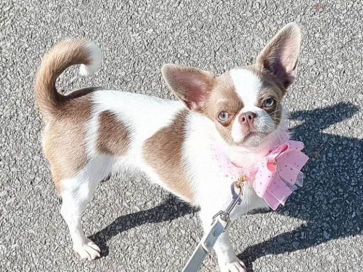 Une chienne Chihuahua née en août 2021 à vendre (LOF)