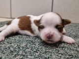 À réserver : 4 chiots Shih Tzu LOF nés en mars 2024