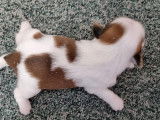 À réserver : 4 chiots Shih Tzu LOF nés en mars 2024