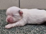 À réserver : 4 chiots Shih Tzu LOF nés en mars 2024