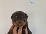 10 chiots Rottweilers, n&eacute;s en mars 2024, &agrave; r&eacute;server (LOF)