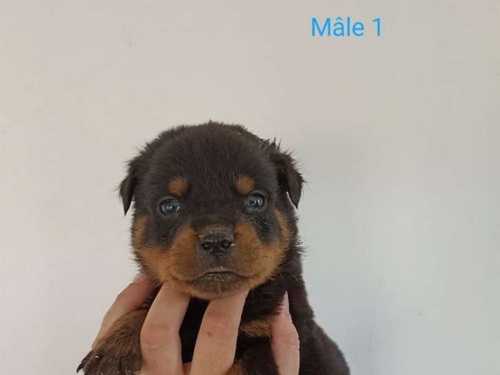 10 chiots Rottweilers, nés en mars 2024, à réserver (LOF)