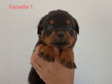 10 chiots Rottweilers, n&eacute;s en mars 2024, &agrave; r&eacute;server (LOF)