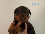 10 chiots Rottweilers, n&eacute;s en mars 2024, &agrave; r&eacute;server (LOF)