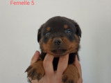 10 chiots Rottweilers, n&eacute;s en mars 2024, &agrave; r&eacute;server (LOF)