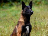 5 chiots mâles Bergers Belges Malinois LOF, nés en avril 2024, à réserver