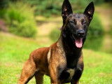 5 chiots mâles Bergers Belges Malinois LOF, nés en avril 2024, à réserver