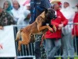 5 chiots mâles Bergers Belges Malinois LOF, nés en avril 2024, à réserver