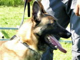 5 chiots mâles Bergers Belges Malinois LOF, nés en avril 2024, à réserver