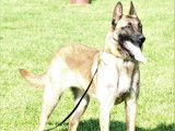 5 chiots mâles Bergers Belges Malinois LOF, nés en avril 2024, à réserver