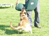 5 chiots mâles Bergers Belges Malinois LOF, nés en avril 2024, à réserver