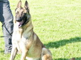 5 chiots mâles Bergers Belges Malinois LOF, nés en avril 2024, à réserver