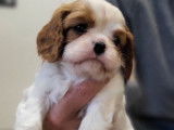 À réserver : 3 chiots Cavaliers King Charles LOF, de mars 2024