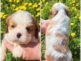 À réserver : 3 chiots Cavaliers King Charles LOF, de mars 2024