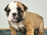 À réserver : 7 chiots Bulldogs Anglais LOF, de mars 2024