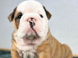 À réserver : 7 chiots Bulldogs Anglais LOF, de mars 2024