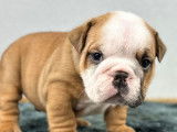 À réserver : 7 chiots Bulldogs Anglais LOF, de mars 2024