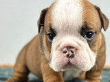À réserver : 7 chiots Bulldogs Anglais LOF, de mars 2024