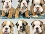 À réserver : 7 chiots Bulldogs Anglais LOF, de mars 2024