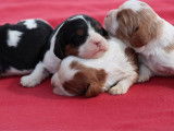 4 chiots Cavaliers King Charles LOF, de mars 2024, à réserver