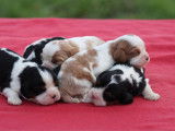4 chiots Cavaliers King Charles LOF, de mars 2024, à réserver
