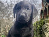 6 chiots chiots Labradors LOF de 3 mois, à vendre