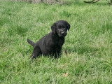 6 chiots chiots Labradors LOF de 3 mois, à vendre