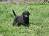 6 chiots chiots Labradors LOF de 3 mois, à vendre
