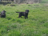 6 chiots chiots Labradors LOF de 3 mois, à vendre