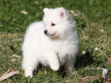 À vendre : 4 chiots mâles Spitz Japonais blancs LOF