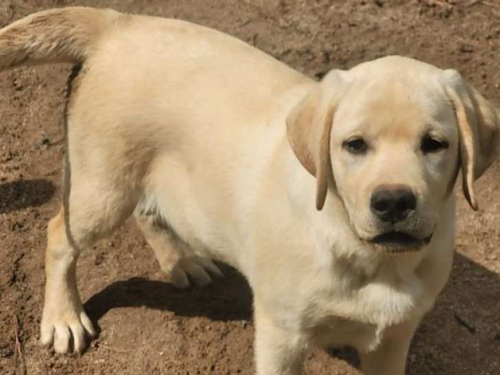 2 chiots mâles Labradors LOF sables, d’octobre 2023, à vendre