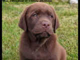 Chiots Labrador LOF à réserver