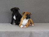 6 chiots mâles Staffordshire Bull Terrier LOF d’un mois à réserver